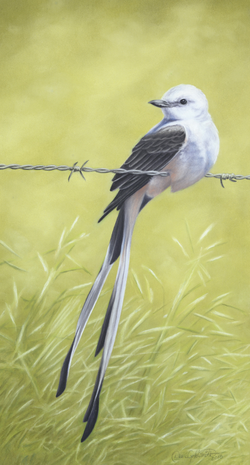 Scissor tailed flycatcher Deana Goldsmith